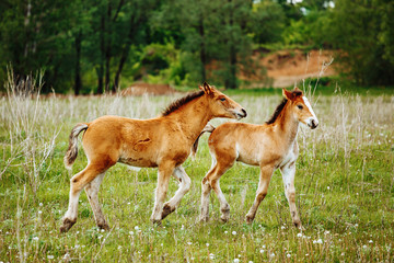 Two foals playing on the pasture.