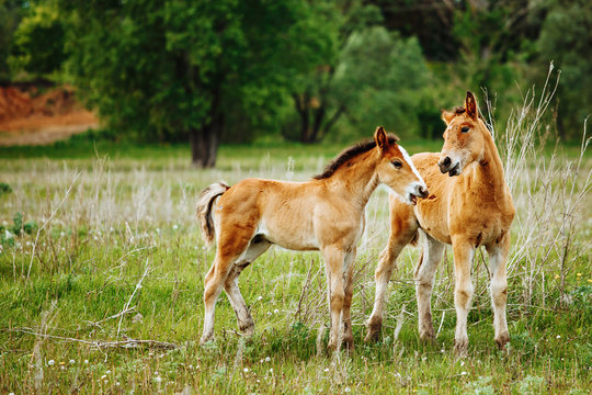 two baby foals are playing on a field