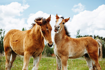 two baby foals are playing on a field