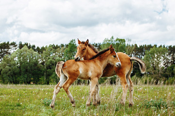 Fototapeta na wymiar two baby foals are playing on a field