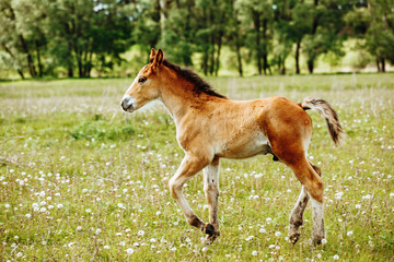 Naklejka na ściany i meble a small red-haired foal stands in a field in the background of a forest