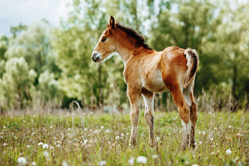 Naklejka na ściany i meble The picture shows a small foal,a field,grass,sky.Foal grazing in the meadow.