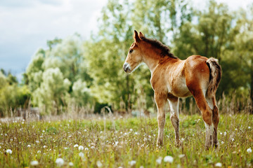 Naklejka na ściany i meble The picture shows a small foal,a field,grass,sky.Foal grazing in the meadow.
