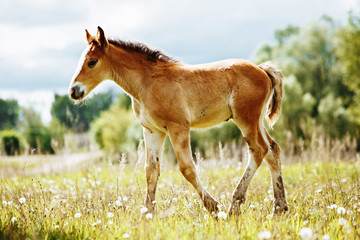The picture shows a small foal,a field,grass,sky.Foal grazing in the meadow.