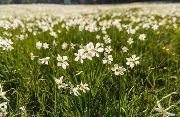 Obraz na płótnie Canvas Field with white poet's narcissus and green juicy grass on a spring sunny day.Blaa-Alm, Styria, Austria.