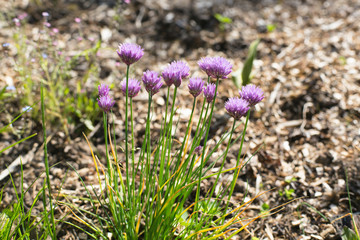  onion chives blooms in the garden
