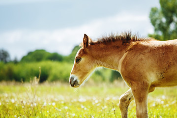 portrait of a cream foal in field