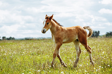 Naklejka na ściany i meble a small red-haired foal stands in a field in the background of a forest