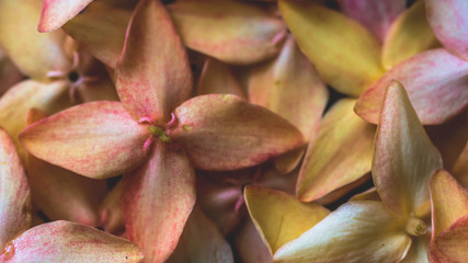Fototapeta premium closeup of stack of beautiful flower with soft color. natural background