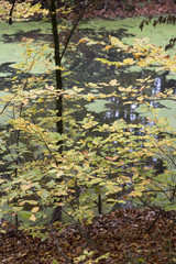 Lake and forest nature view. Autumn and forest view camping outdoors. seven lakes in Turkey. Lush greenery reflection in water surface of primeval forest lake 