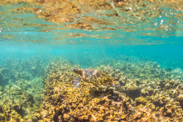 Sea Turtle swimming over the reef