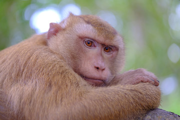 Portrait of wild adult monkey in forest. Close up view.