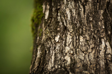 Camoflauge Spider