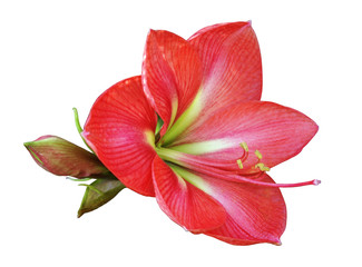 Fototapeta na wymiar Hippeastrum isolated on white