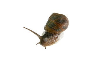 Snail over white background