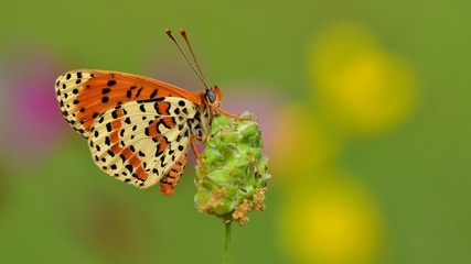 Obraz premium Melitaea didyma