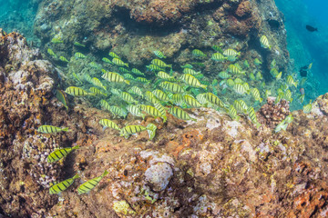 School of Fish on the Reef
