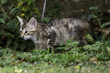 Naklejka na ściany i meble Small gray European Shorthair cat photographed while playing