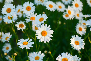 field of daisy flowers