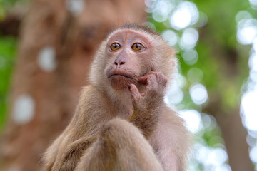 Fototapeta premium Portrait of wild monkey in forest. Close up view.