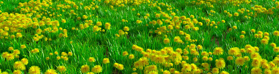 панорама - одуванчики желтые