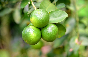 Green lemon on the tree in the garden.