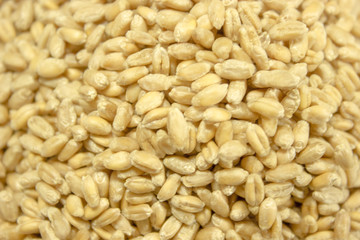 Background of winter wheat kernels.Lots of grain.
