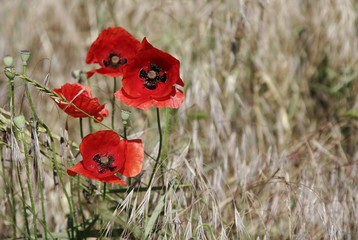 Naklejka premium red flower