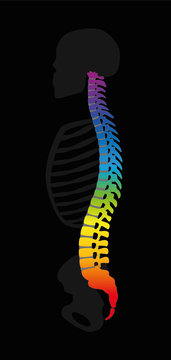 Vertebral column. Rainbow colored backbone. Colorful spine and gray skeleton, symbolic for healthy vertebras. Isolated vector illustration on black background.