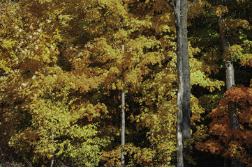 Brilliant colors of roadside fall foliage in New England