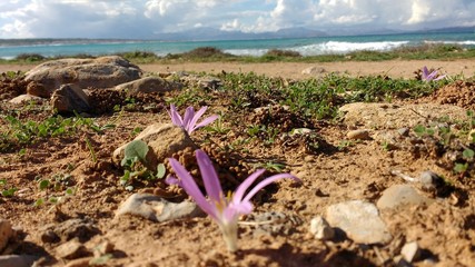 Fototapeta na wymiar Lila Blume am Mittelmeer
