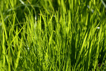 Fototapeta na wymiar Green grass in the light of the sun. Natural background