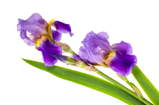 Fototapeta Iris purple garden isolated on white background