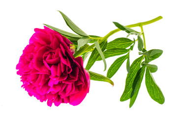 Red peony with green leaves, isolated on white
