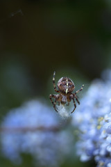 Garden spider Araneus diadematus