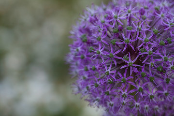 growing alium flowers