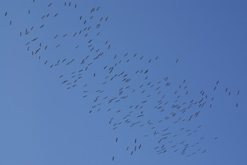 Flight of cranes