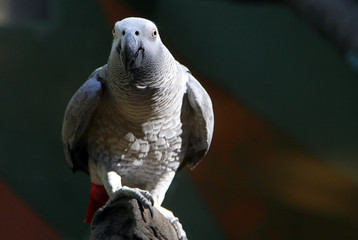 Congo or African grey parrot (Psittacus erithacus)