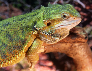 Central (or Inland) Bearded Dragon (Pogona vitticeps)