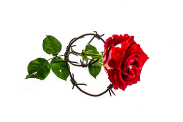 Rose on white background