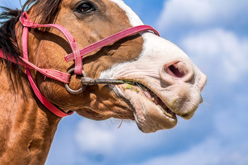 Head of a horse against the sky