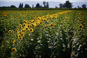 Sunflower field in Dixon, California
