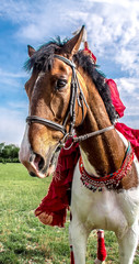 Head of a horse against the sky