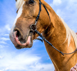 Head of a horse against the sky