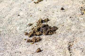 Horse manure on white sand at the racetrack