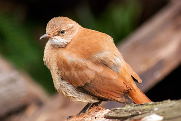 Rufous hornero