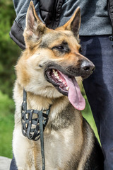 East European Shepherd