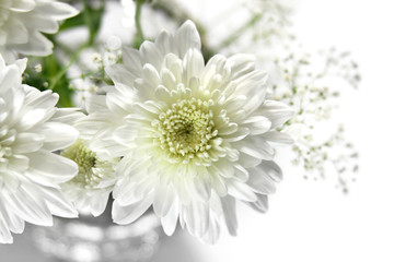 White chrysanthemum