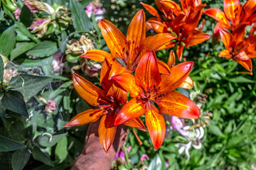 Lily flower in green grass