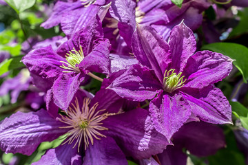 Clematis flowers in nature